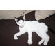 Imagine anunţ Adoptati un pisic mic