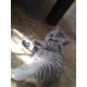 Imagine anunţ Vand pisicute british shorthair