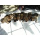 Imagine anunţ Vand pui din rasa american staffordshire terrier