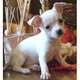 Imagine anunţ AKC - pui drăguţ şi adorabil Chihuahua pentru adoptare