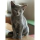 Imagine anunţ Vindem pisicute albastru de rusia, persana, birmaneza din cea mai pura rasa