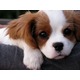 Imagine anunţ Caut spre adoptie Bichon Maltez sau beagle de maim 8 saptamani