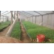 Imagine anunţ Vand rasaduri legume 25 martie 2011