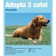 Imagine anunţ Donez spre adoptie 3 catei