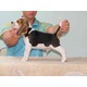 Imagine anunţ Beagle de vanzare, catei din parinti cu pedigree la pret accesibil