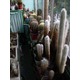 Imagine anunţ Vand colectie cactusi