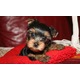 Imagine anunţ vand pui yorkshire terrier toy bucuresti
