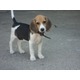 Imagine anunţ Beagle - femela - 2.5 luni