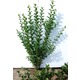 Imagine anunţ Vand ligustrum ovalifolium pentru garduri vii cu inaltimea de 80-100 cm din pepiniera propie. 5-7 ramificatii pentru gard viu sau solitar, perfect alimatizat ,