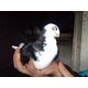 Imagine anunţ Vand porumbei galateni