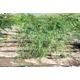 Imagine anunţ Vand salcie plangatoare ( salix babilonica) cu inaltimea de 2-4 m din pepiniera propie , perfect aclimatizat , cat si diverse alte plante ornamentale (tuia ,