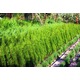 Imagine anunţ Vand tuia (thuja) smaragd (smarald) din pepiniera proprie . inaltime intre 80 si 120 cm , perfect alimatizata , cat si diverse alte plante ornamentale (tuia ,