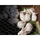 Imagine anunţ iepuri