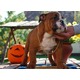 Imagine anunţ Vand pui de bulldog englez cu pedigre Telefon 0746702772