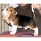 Imagine anunţ Oferta Beagle de Vanzare, livrare gratuita in tara