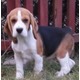 Imagine anunţ de vanzare pui beagle cu pedigree