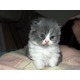Imagine anunţ Vand pui pisica persana