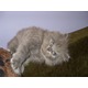 Imagine anunţ pisici persane