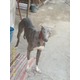 Imagine anunţ ofer ogar englez-greyhound spre vanzare