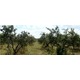 Imagine anunţ Vand ferma pomicola 130 hectare - judetul OLT