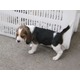 Imagine anunţ beagle tricolori 500 ron