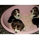 Imagine anunţ vand pui beagle