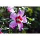 Imagine anunţ Vand hibiscus syriacus cu inaltimea intre 40 cm si 80 cm.