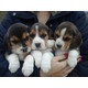 Imagine anunţ beagle tricolori pui cei mai frumosi