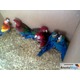Imagine anunţ vand pui papagali jako, ara si amazonieni