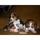 Imagine anunţ Crescator vand catelusi Beagle , prietenosi si afectuosi , excelenti companioni pentru copii , toleranti cu alti caini, inteligenti, blanzi, docili. Catelusii