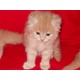 Imagine anunţ vand pui de pisica persana doll face