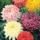 Imagine anunţ Rasaduri crizantema