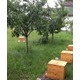 Imagine anunţ Stupul casei - producere miere bio