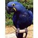 Imagine anunţ Zambilă Macaul papagalii