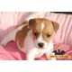 Imagine anunţ Jack Russell Terrier de vanzare