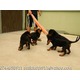 Imagine anunţ Pui de rottweiler cu pedigree deparazitati si vaccinati la zi