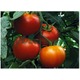 Imagine anunţ Seminte de tomate- Gravitet F1!