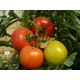 Imagine anunţ Seminte de tomate Rosaliya F1