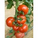 Imagine anunţ Seminte de tomate- Shirley F1!