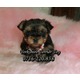 Imagine anunţ Vand catei Yorkshire Terrier Toy 400 GRAME