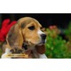 Imagine anunţ Beagle de vanzare, tricolor