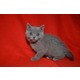 Imagine anunţ Pisici British SH Blue sau Silver Tabby de Vanzare in Bucuresti