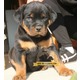 Imagine anunţ Rottweiler de vanzare, TRANSPORT GRATUIT IN TARA
