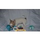 Imagine anunţ Catei Chihuahua Toy de Vanzare in Bucuresti