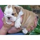 Imagine anunţ Adorabil pui bulldog englez de adoptare