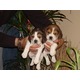 Imagine anunţ Beagle, tricolori