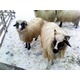 Imagine anunţ Vand 80 de ovine rasa breaza de petrosani