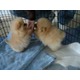 Imagine anunţ Pui Pomeranian pentru adoptare.!