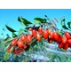 Imagine anunţ Plante Goji - Producator Arbusti Fructiferi