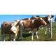 Imagine anunţ Vindem Vaci si Juninci de Rasa de Lapte si Carne